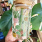 Colorful House Plants Glass Cup